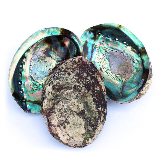 Paua Abalone Seashell 4.5-6.5"