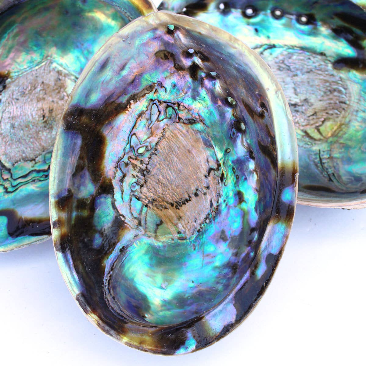 Paua Abalone Seashell 4.5-6.5"