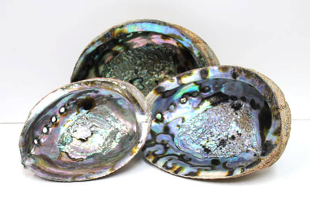Blue/Green Abalone Seashell - 6”-8"