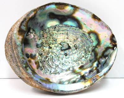 Blue/Green Abalone Seashell - 6”-8"