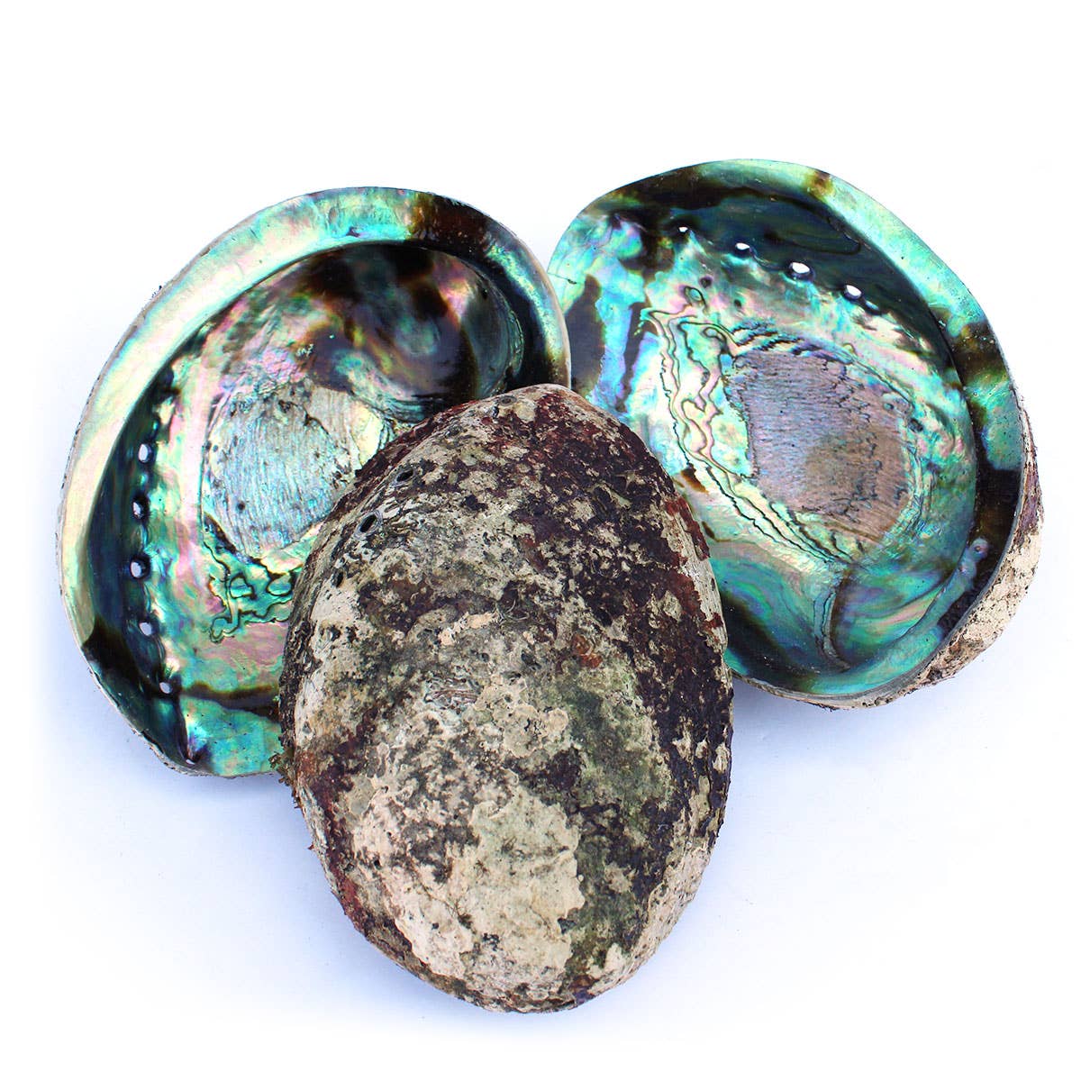 Paua Abalone Seashell 4.5-6.5"