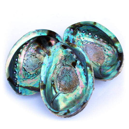 Paua Abalone Seashell 4.5-6.5"