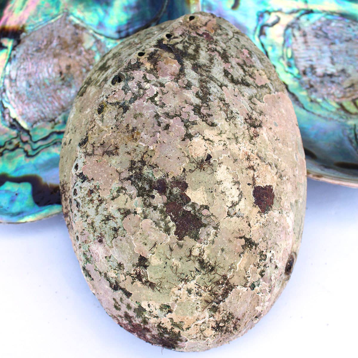 Paua Abalone Seashell 4.5-6.5"